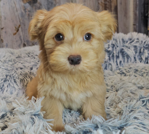 Pasja imena za Yorshire terierja