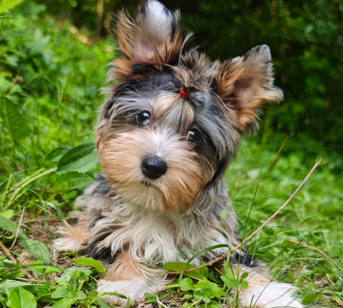 Pasja numerologija za mladičke